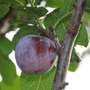 Ringlotte - Prunus domestica 'Graf Althans Ringlotte'