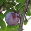 Prunus dom. 'Graf Althan Ringlotte' - Ringlotte