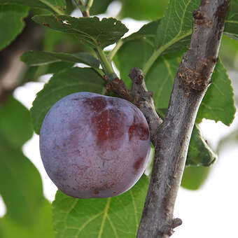 Prunus domestica 'Graf Althans Ringlotte'
