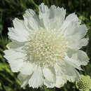 Scabiosa caucasica 'Miss Willmott' - Knopfblume, Skabiose