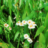 Sagittaria sagittifolia - Pfeilkraut