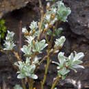 Salix helvetica - Schweizer Gebirgszwergweide