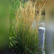 Calamagrostis acutiflora 'Karl Foerster': Bild 9/10