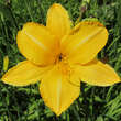 Hemerocallis 'Cartwheels': Bild 3/6