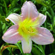 Hemerocallis 'Catherine Woodbury': Bild 2/4