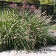 Pennisetum alopecuroides: Bild 3/8