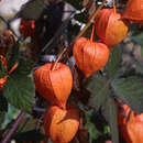 Physalis alkekengi - Lampionpflanze