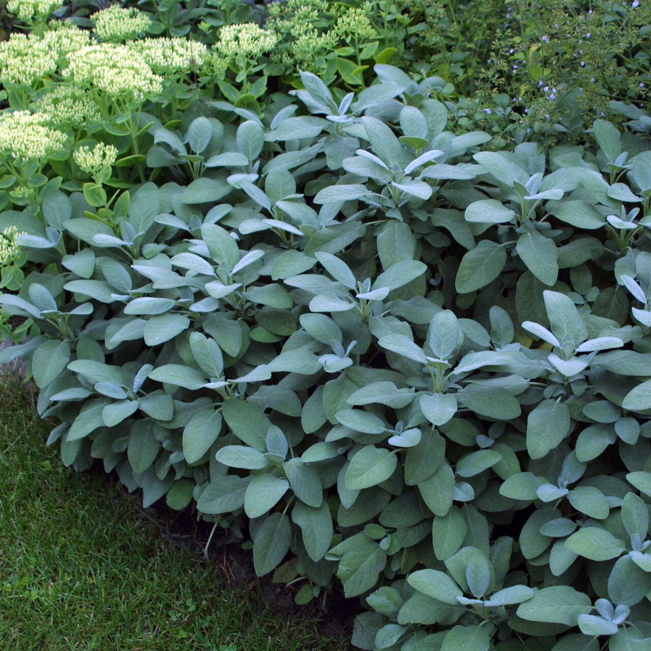 Gartensalbei Salvia officinalis 'Berggarten' blau
