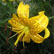 Lilium auratum 'Citronella': Bild 3/3