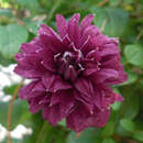 Clematis viticella 'Purpurea Plena Elegans' - Italienische Waldrebe