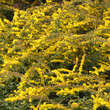 Solidago rugosa 'Fireworks': Bild 1/3