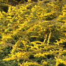 Solidago rugosa 'Fireworks' - Goldrute