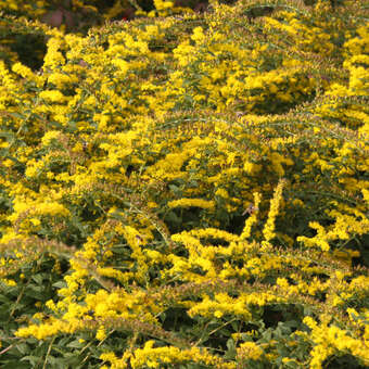 Solidago rugosa 'Fireworks'