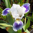 Iris pumila 'Boo': Bild 1/2