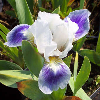 Iris pumila 'Boo'