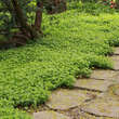 Galium odoratum: Bild 4/8