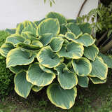 Hosta 'Sagae' - Funkie, Herzlilie