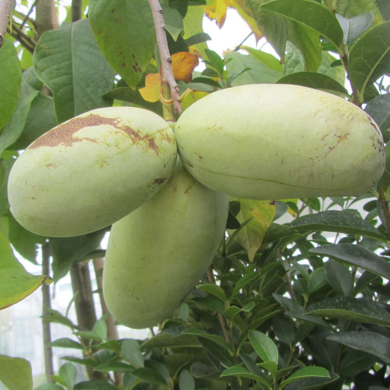 Pawpaw Indianerbanane Asimina Triloba Overleese Rot