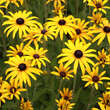 Rudbeckia fulgida deamii: Bild 2/4