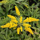 Solidago 'Laurin' - Zwerg-Goldrute