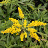 Solidago 'Laurin' - Zwerg-Goldrute