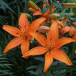 Lilium 'Petit Saigon': Bild 2/3