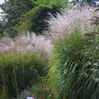 Miscanthus sinensis 'Adagio': Bild 4/4