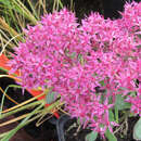 Sedum 'Mr. Goodbud' - Fetthenne