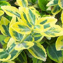 Euonymus fortunei 'Emerald'n Gold' - Bunter Kriech-Spindelstrauch