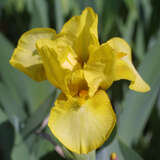 Iris pumila 'Marksman' - Zwerg-Schwertlilie