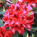 Rhododendron Hybride - rot  PG2 - Rhododendron