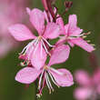 Gaura lindheimeri 'Crimson Butterflies': Bild 2/4