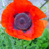 Papaver orientale 'Brilliant' - Orientalischer Mohn