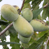 Asimina triloba 'Golden 4' - Pawpaw, Indianerbanane