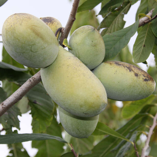 Indianerbanane Vom Gärtner mit Anwuchsgarantie kaufen rasche Lieferung