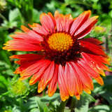 Gaillardia 'Red Shades' - Kokardenblume