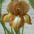 Iris media 'Mary Oaks': Bild 1/1