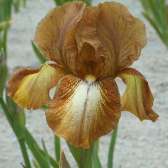 Iris media 'Mary Oaks'