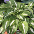 Hosta 'Night before Christmas': Bild 1/5