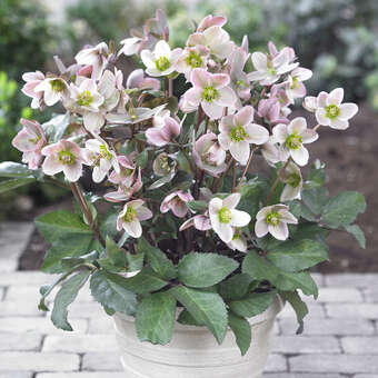Helleborus nigercors (x) 'Pink Beauty'
