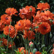 Papaver rupifragum 'Flore Pleno': Bild 1/4