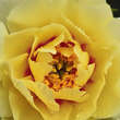 Paeonia Intersec. 'Lemon Dream': Bild 3/4