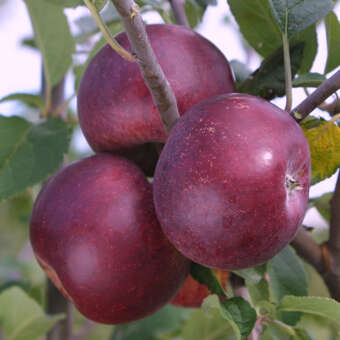 Malus domestica 'Roter von Simonffi'