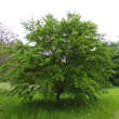 Carpinus turczaninowii: Bild 2/2