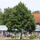 Quercus robur - Stieleiche