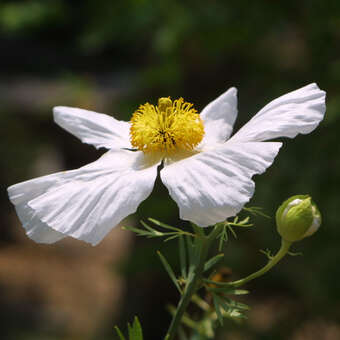 Romneya coulteri