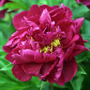 Paeonia lactiflora 'Karl Rosenfield' - Pfingstrose