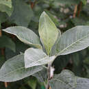 Sorbopyrus bulb. 'Shipova' - Hagebuttenbirne