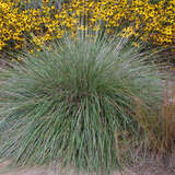 Festuca mairei - Atlasschwingel