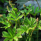 Rodgersia sambucifolia - Holunderblättriges Schaublatt